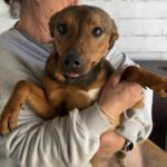 Mischling Brownie, 04/2025, ca. 40 cm