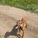 Mischling Brownie, 04/2025, ca. 40 cm