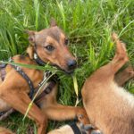 Mischling Brownie, 04/2025, ca. 40 cm