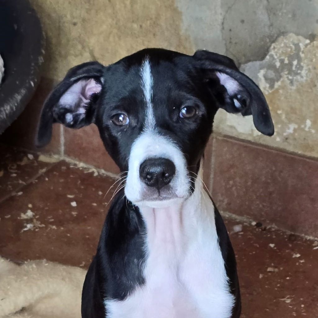 Mischling Lucia, 12/2025, Endgröße ca. 50- 55 cm