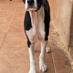 Mischling Bruno, 12/2025, Endgröße ca. 50- 55 cm