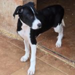 Mischling Bruno, 12/2025, Endgröße ca. 50- 55 cm