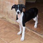 Mischling Bruno, 12/2025, Endgröße ca. 50- 55 cm