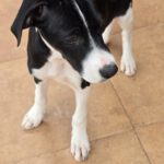 Mischling Bruno, 12/2025, Endgröße ca. 50- 55 cm