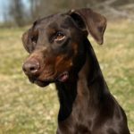 Dobermann Burberry, 03/2024, ca. 65 cm, 35329 Gemünden