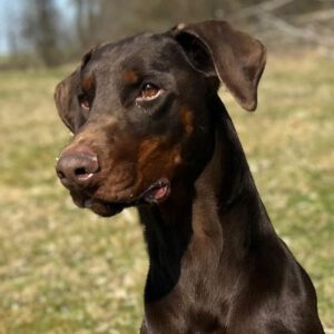 Dobermann Burberry, 03/2024, ca. 65 cm, 35329 Gemünden