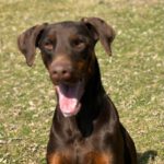 Dobermann Burberry, 03/2024, ca. 65 cm, 35329 Gemünden