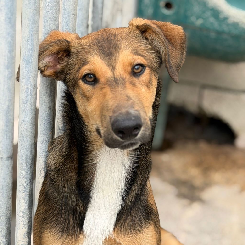 Collie Galgo Mischling Caillou, 10/2025, Endgröße ca. 57 cm