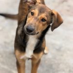 Collie Galgo Mischling Caillou, 10/2025, Endgröße ca. 57 cm