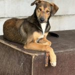 Collie Galgo Mischling Caillou, 10/2025, Endgröße ca. 57 cm