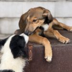 Collie Galgo Mischling Caillou, 10/2025, Endgröße ca. 57 cm