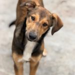 Collie Galgo Mischling Caillou, 10/2025, Endgröße ca. 57 cm