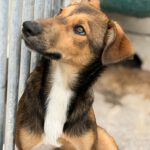 Collie Galgo Mischling Caillou, 10/2025, Endgröße ca. 57 cm