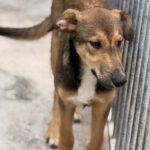 Collie Galgo Mischling Caillou, 10/2025, Endgröße ca. 57 cm