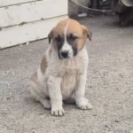 Mischling Calwyn, 01/2026, Endgröße ca. 60 cm