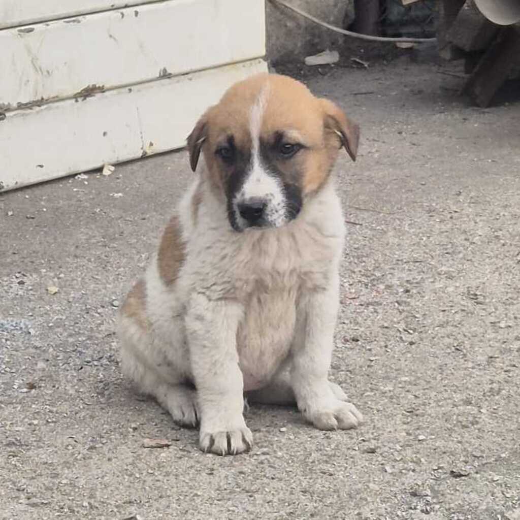 Mischling Calwyn, 01/2026, Endgröße ca. 60 cm