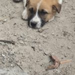 Mischling Calwyn, 01/2026, Endgröße ca. 60 cm