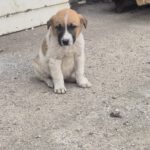 Mischling Calwyn, 01/2026, Endgröße ca. 60 cm