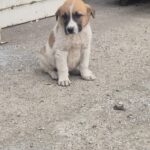 Mischling Calwyn, 01/2026, Endgröße ca. 60 cm