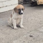 Mischling Calwyn, 01/2026, Endgröße ca. 60 cm