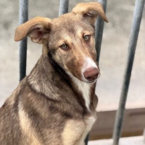 Collie Galgo Mischling Calypso, 10/2025, Endgröße ca. 57 cm