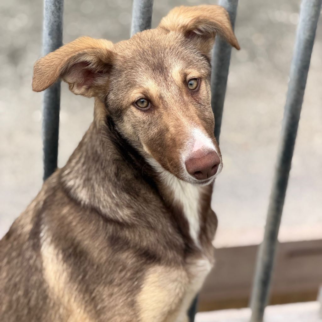 Collie Galgo Mischling Calypso, 10/2025, Endgröße ca. 57 cm