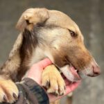 Collie Galgo Mischling Calypso, 10/2025, Endgröße ca. 57 cm