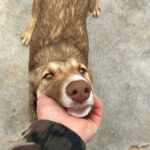 Collie Galgo Mischling Calypso, 10/2025, Endgröße ca. 57 cm