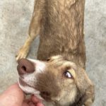 Collie Galgo Mischling Calypso, 10/2025, Endgröße ca. 57 cm