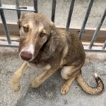 Collie Galgo Mischling Calypso, 10/2025, Endgröße ca. 57 cm