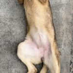 Collie Galgo Mischling Calypso, 10/2025, Endgröße ca. 57 cm