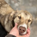 Collie Galgo Mischling Calypso, 10/2025, Endgröße ca. 57 cm