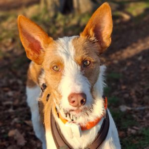 Podenco Campanero Camaron, 11/2022, ca. 65 cm, 24306 Plön