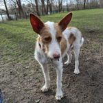 Podenco Campanero Camaron, 11/2022, ca. 65 cm, 24306 Plön