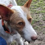 Podenco Campanero Camaron, 11/2022, ca. 65 cm, 24306 Plön