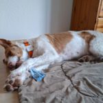 Podenco Campanero Camaron, 11/2022, ca. 65 cm, 24306 Plön