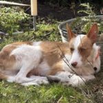 Podenco Campanero Camaron, 11/2022, ca. 65 cm, 24306 Plön