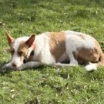 Podenco Campanero Camaron, 11/2022, ca. 65 cm, 24306 Plön