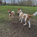 Podenco Campanero Camaron, 11/2022, ca. 65 cm, 24306 Plön