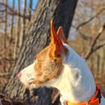 Podenco Campanero Camaron, 11/2022, ca. 65 cm, 24306 Plön