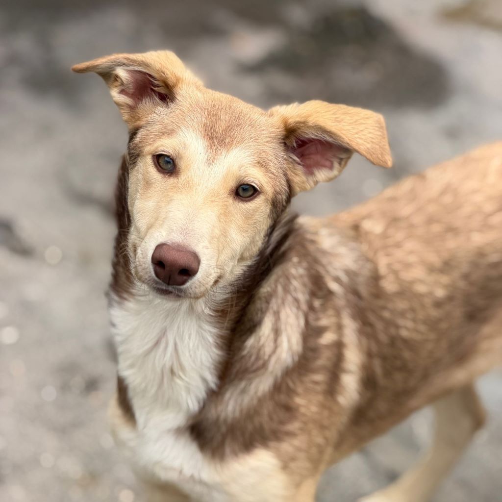 Collie Galgo Mischling Camila, 10/2025, Endgröße ca. 57 cm