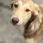 Collie Galgo Mischling Camila, 10/2025, Endgröße ca. 57 cm