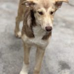 Collie Galgo Mischling Camila, 10/2025, Endgröße ca. 57 cm