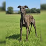 Galgo Candela, 07/2024, ca. 60-65 cm