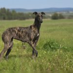 Galgo Candela, 07/2024, ca. 60-65 cm