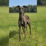 Galgo Candela, 07/2024, ca. 60-65 cm