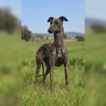 Galgo Candela, 07/2024, ca. 60-65 cm