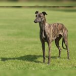 Galgo Candela, 07/2024, ca. 60-65 cm