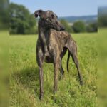 Galgo Candela, 07/2024, ca. 60-65 cm