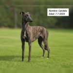 Galgo Candela, 07/2024, ca. 60-65 cm